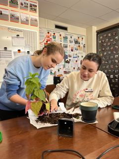 This is alt text for the image